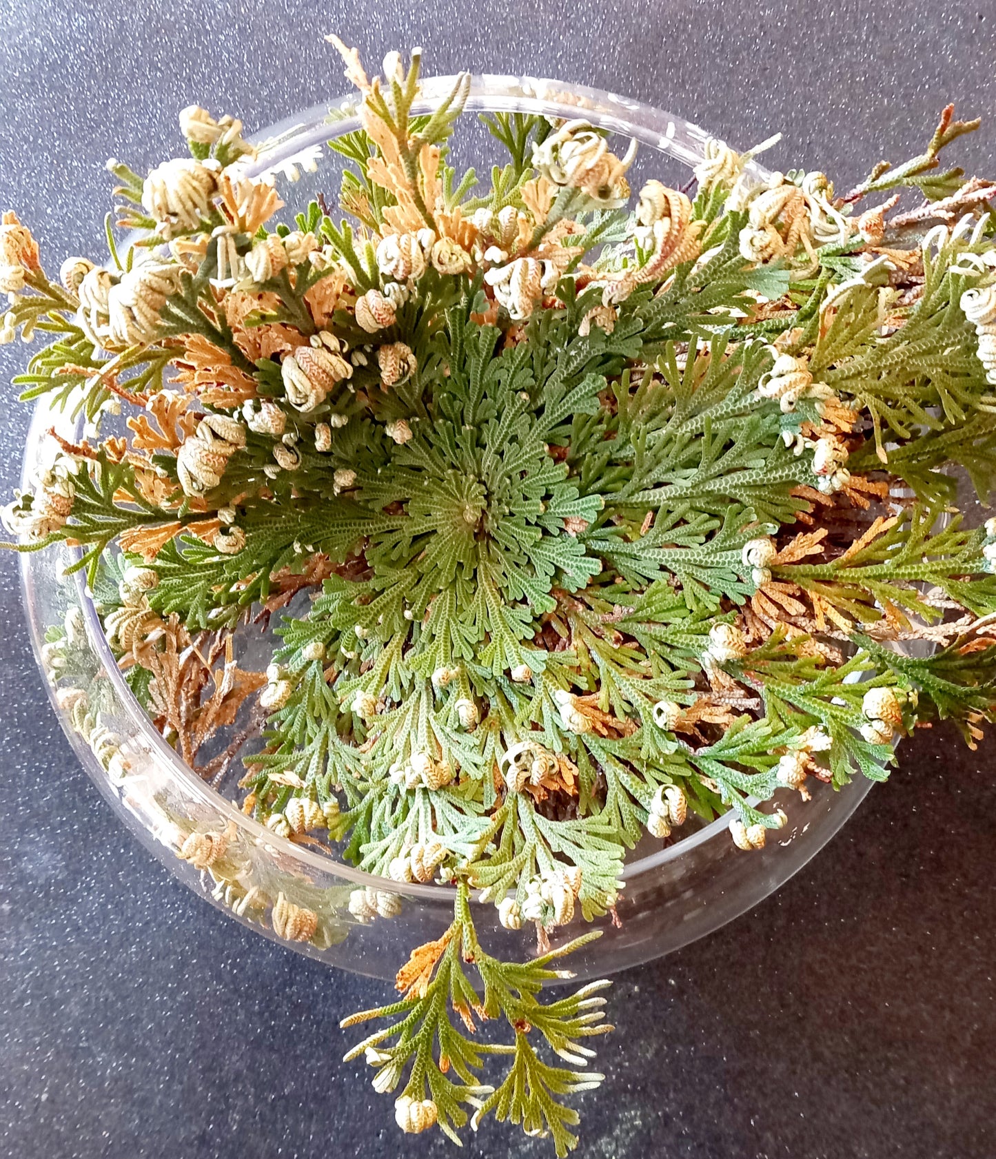 Rose de Jericho