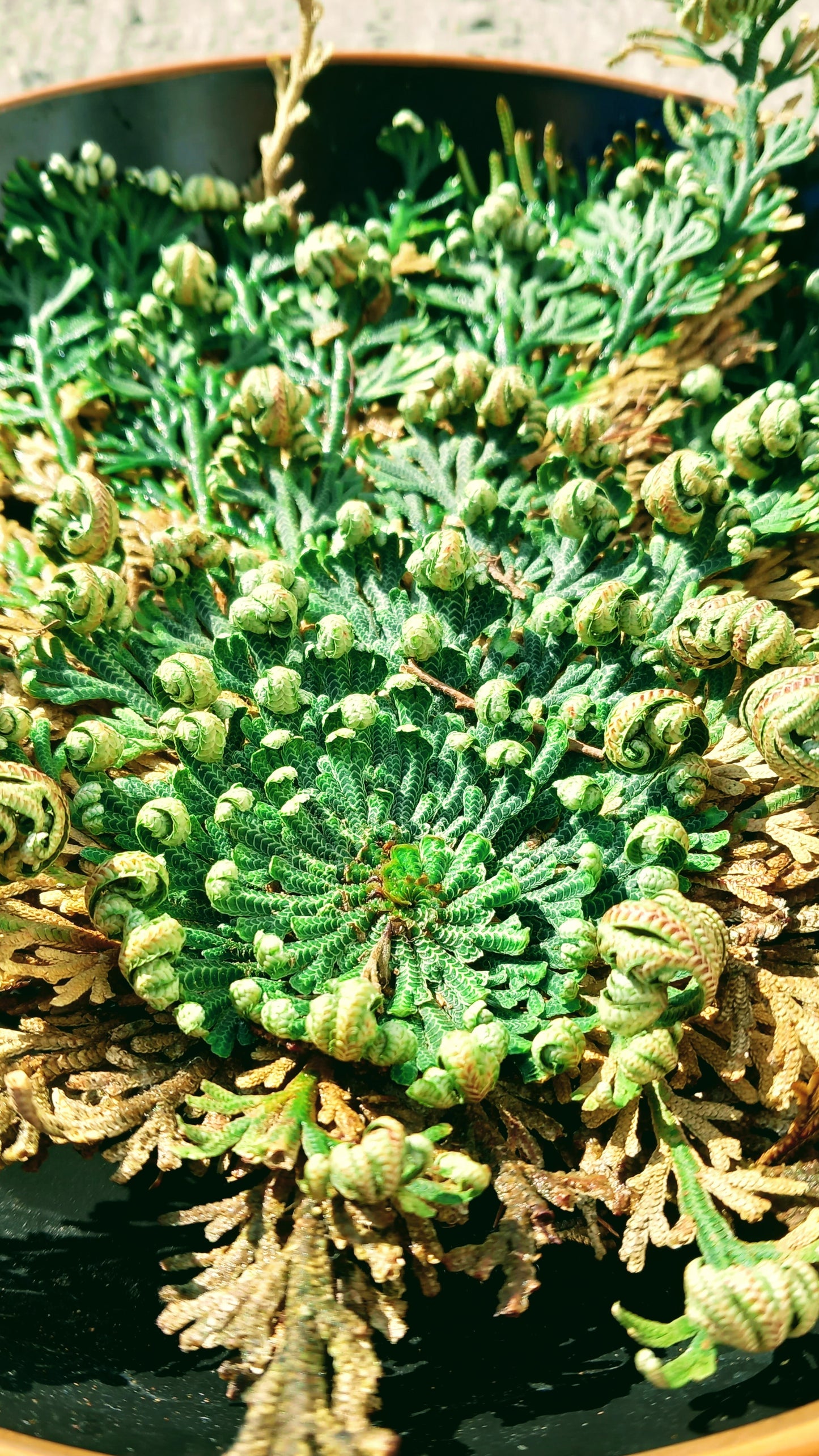 Rose de Jericho