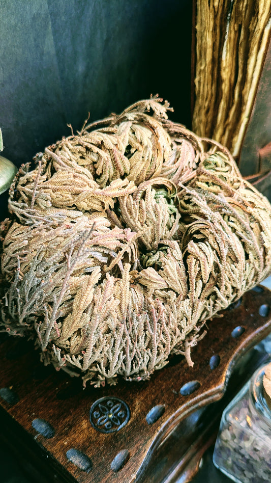 Rose de Jericho
