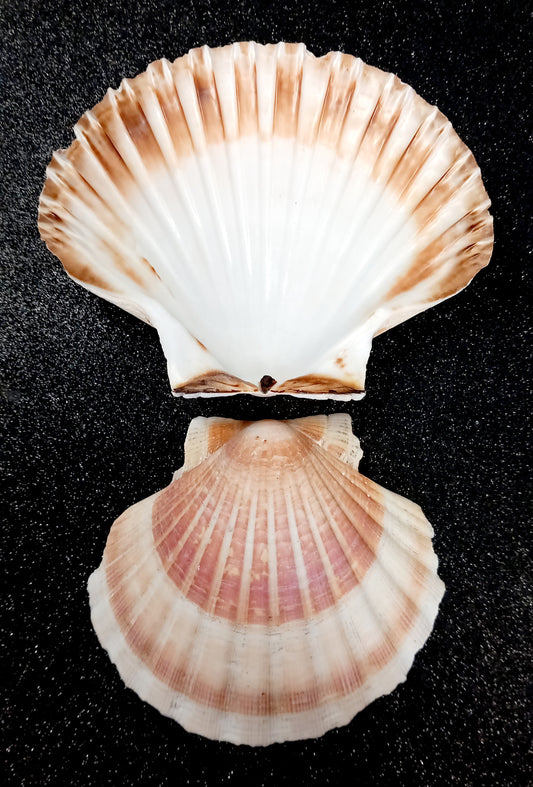 Coquille Saint-Jacques